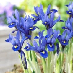 Wildflower Iris Bulb Collection -Garden Wonders harmony mini iris specie iris 1 1