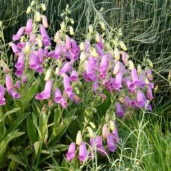 Spanish Peaks® Foxglove 9 Spanish Peaks® Foxglove -Garden Wonders hblvz51 digitalis thapsi spanish peaks 2
