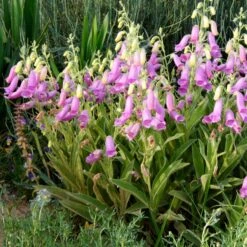 Spanish Peaks® Foxglove 11 Spanish Peaks® Foxglove -Garden Wonders hblvz51 digitalis thapsi spanish peaks