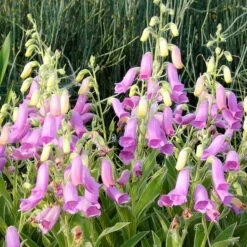 Spanish Peaks® Foxglove 10 Spanish Peaks® Foxglove -Garden Wonders hblvz51 digitalis thapsi spanish peaks 3
