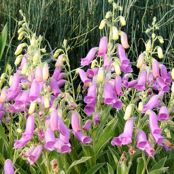 Spanish Peaks® Foxglove 6 Spanish Peaks® Foxglove - Image 4