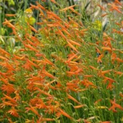Luminous Pineleaf Penstemon -Garden Wonders hcg 2016 plantoftheyear penstemon pinifolius luminous close up 1 2