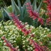 Glowing EmbersĀ® Agastache 2 Glowing EmbersĀ® Agastache -Garden Wonders hcg agastache glowing embers agave havardiana melampodium 1 1