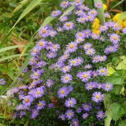 Native Dry Area Wildflower Seed Mix -Garden Wonders hcg dry area mix aster