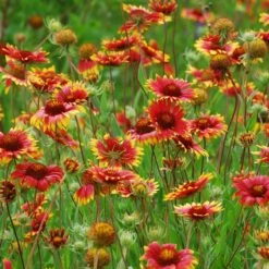 Native Dry Area Wildflower Seed Mix -Garden Wonders hcg dry area mix blanketflower