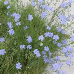 Native Dry Area Wildflower Seed Mix -Garden Wonders hcg dry area mix flax