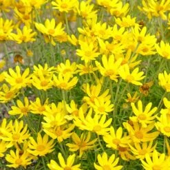 Native Dry Area Wildflower Seed Mix -Garden Wonders hcg dry area mix oregon sunshine