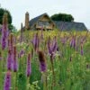 High Country Meadow Native Wildflower Seed Mix -Garden Wonders hcg meadow native mix 2