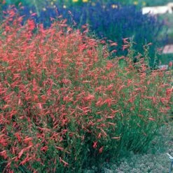 Pineleaf Penstemon 9 Pineleaf Penstemon -Garden Wonders hcg penstemon pinifolius pineleaf beardtongue 75760