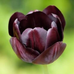 Queen Of The Night Single Late Tulip 6 Queen Of The Night Single Late Tulip -Garden Wonders hcg single late tulip queen of the night