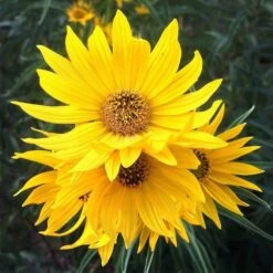 Santa Fe Maximilian's Sunflower (Helianthus) 13 Santa Fe Maximilian's Sunflower (Helianthus) -Garden Wonders hcgsp15jackganse 23526409 helian