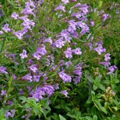 Profuse Pink False Pennyroyal (Hedeoma) -Garden Wonders hedeoma hyssopifolia profuse pink close up