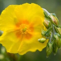 Ben Fhada Rock Rose (Helianthemum) 7 Ben Fhada Rock Rose (Helianthemum) -Garden Wonders helianthemum ben fhada blooms buds