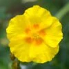Ben Fhada Rock Rose (Helianthemum) -Garden Wonders helianthemum ben fhada yellow
