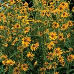 Dakota Sunshine Maximilian's Sunflower (Helianthus) -Garden Wonders helianthus maximiliana dakota sunshine 55955 2