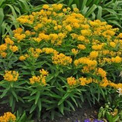 Hello Yellow Butterfly Weed -Garden Wonders hello yellow butterfly weed