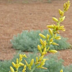 Garden Wonders -Garden Wonders hesperaloe parviflora yellow close up2 of flower