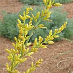 Yellow Flowering Texas Yucca (Hesperaloe)
