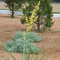 Yellow Flowering Texas Yucca (Hesperaloe) -Garden Wonders hesperaloe parviflora yellow flower