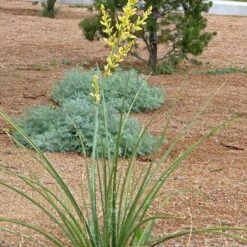 Yellow Flowering Texas Yucca (Hesperaloe) -Garden Wonders hesperaloe parviflora yellow plant and flower