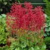 Firefly Coral Bells -Garden Wonders heuchera firefly coral bells 1