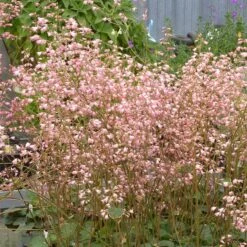 Weston Pink Coral Bells 7 Weston Pink Coral Bells -Garden Wonders heuchera weston pink coral bells