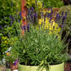 Hidcote Superior English Lavender 7 Hidcote Superior English Lavender -Garden Wonders hidcote superior english lavender pot