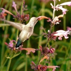 Agastache Rupestris -Garden Wonders hummingbird agastache rupestris robert latham ca 2 1 4
