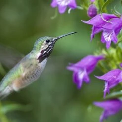 Pike's Peak Purple® Penstemon 10 Pike's Peak Purple® Penstemon -Garden Wonders hummingbird penstemon pikes peak 75797p