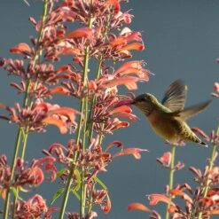 Agastache Rupestris -Garden Wonders hummingbirdandagastache rupestris