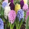 Easter Joy Hyacinth Mix -Garden Wonders hyacinth easter joy mix garden flowers