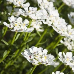 Purity Dwarf Candytuft (Iberis) -Garden Wonders iberis sempervirens purity dwarf candytuft 59555 1 1