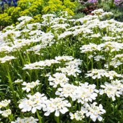 Purity Dwarf Candytuft (Iberis) -Garden Wonders iberis sempervirens purity dwarf candytuft 59555 2.jpg 1