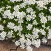 Purity Dwarf Candytuft (Iberis) -Garden Wonders iberis sempervirens purity dwarf candytuft 59555 3 2