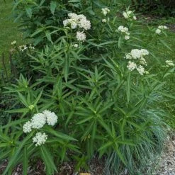 Ice Ballet Swamp Milkweed 13 Ice Ballet Swamp Milkweed -Garden Wonders ice ballet 4