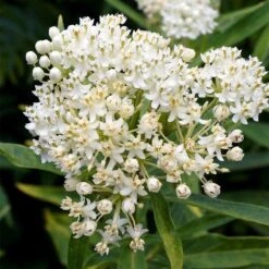 Swamp Milkweed Collection -Garden Wonders ice ballet milkweed asclepias incarnata white 1