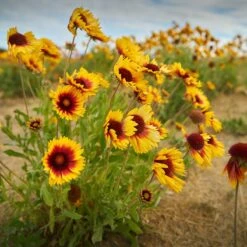Dry Area Wildflower Seed Mix -Garden Wonders indian blanket flower