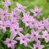 Charlotte Bishop Spring Starflower -Garden Wonders ipheioncharlottebishop