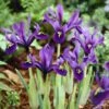 George Specie Iris (Mini Iris) 1 George Specie Iris (Mini Iris) -Garden Wonders iris histroides george 1