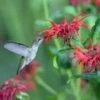 Jacob Cline Bee Balm -Garden Wonders jacob kline monardaand annas hummingbird pam koch az 3