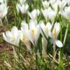 Joan Of Arc Dutch Crocus -Garden Wonders joan of arc crocus white 1103171546 cropped