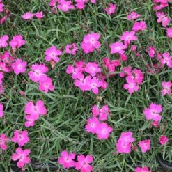 Kahori Pink® Dianthus 7 Kahori Pink® Dianthus -Garden Wonders kahori pink dianthus garden
