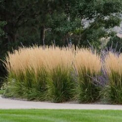 Karl Foerster Feather Reed Grass -Garden Wonders karl feorster feather reed grass 1