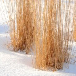 Karl Foerster Feather Reed Grass -Garden Wonders karl foerster feather reed grass winter
