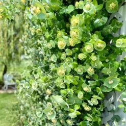 Kintzley's Ghost® Honeysuckle Vine -Garden Wonders kintzkeys ghost honeysucke 1