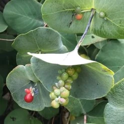 Kintzley's Ghost® Honeysuckle Vine -Garden Wonders kintzkeys ghost honeysucke 2