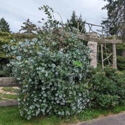 Kintzley's Ghost® Honeysuckle Vine -Garden Wonders kintzkeys ghost honeysucke 3