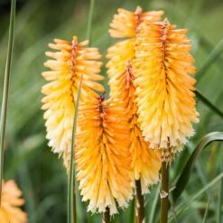Dwarf Red Hot Poker -Garden Wonders kniphofia triangularis dwarf red hot poker