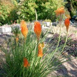 Dwarf Red Hot Poker -Garden Wonders kniphofia trangularis mike daavy