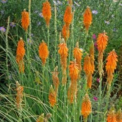 Dwarf Red Hot Poker -Garden Wonders kniphofia triangularis